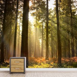 Warm nature wallpaper