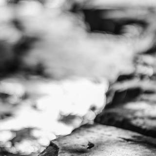 Béla Tarr wallpaper