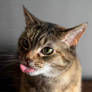 Funny cats computer wallpaper