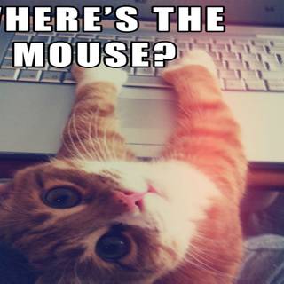 Funny cats computer wallpaper