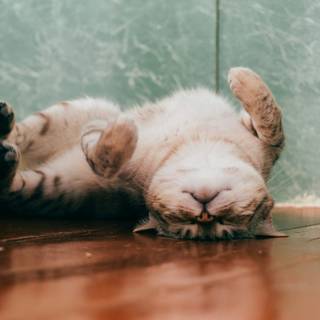 Funny cats computer wallpaper