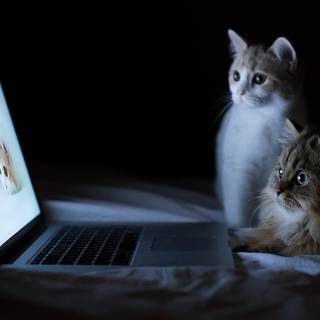 Funny cats computer wallpaper