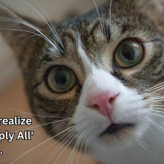 Funny cats computer wallpaper