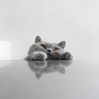 Funny cats computer wallpaper