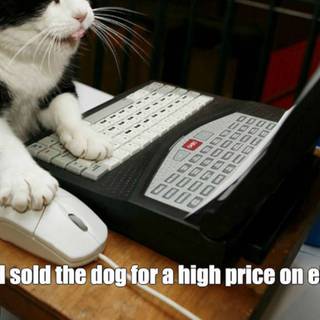 Funny cats computer wallpaper