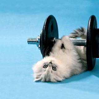 Funny cats computer wallpaper