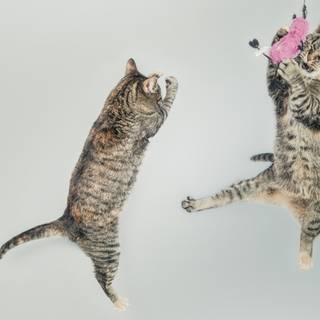 Funny cats computer wallpaper
