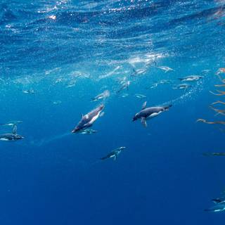 Macaroni penguins wallpaper