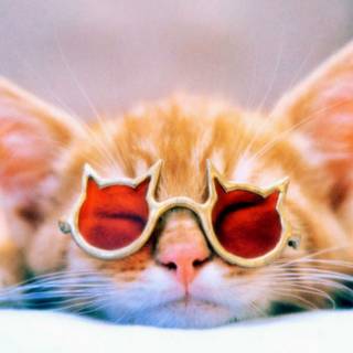 Funny cats computer wallpaper