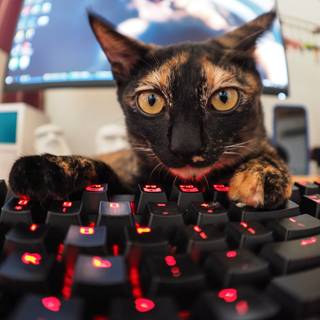 Funny cats computer wallpaper