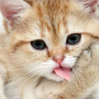 Funny cats computer wallpaper