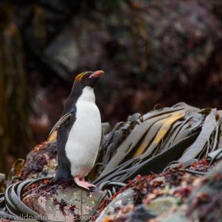 Macaroni penguins wallpaper