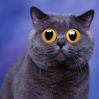 Funny cats computer wallpaper