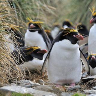 Macaroni penguins wallpaper