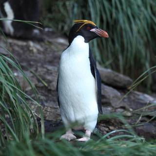 Macaroni penguins wallpaper