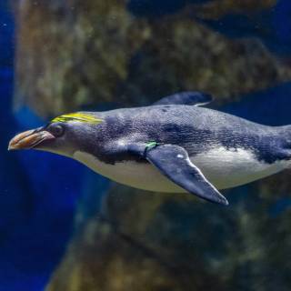 Macaroni penguins wallpaper