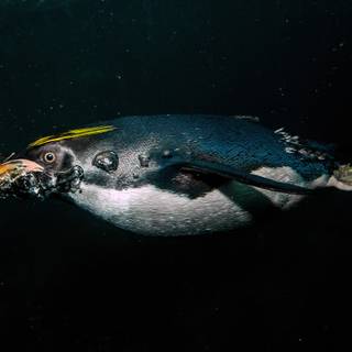 Macaroni penguins wallpaper