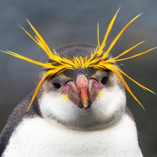 Macaroni penguins wallpaper