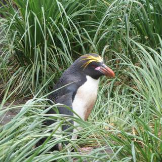Macaroni penguins wallpaper