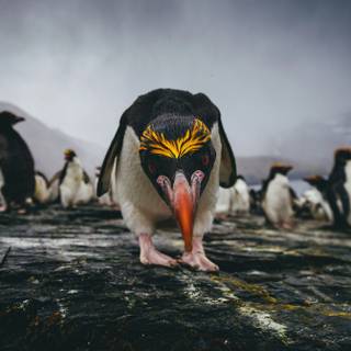Macaroni penguins wallpaper