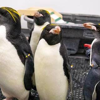 Macaroni penguins wallpaper