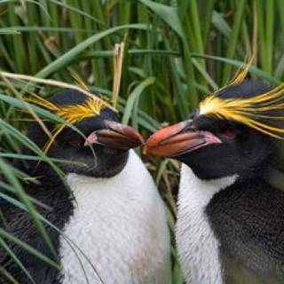 Macaroni penguins wallpaper