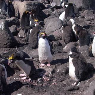 Macaroni penguins wallpaper