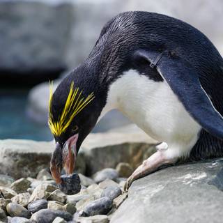 Macaroni penguins wallpaper
