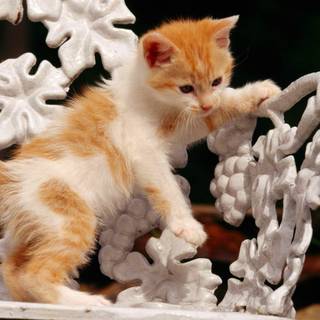 Funny cats computer wallpaper