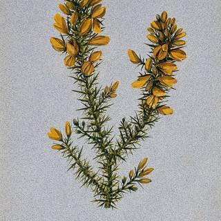 Ulex wallpaper