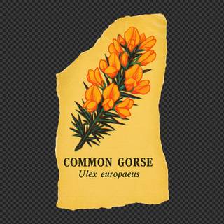 Ulex wallpaper