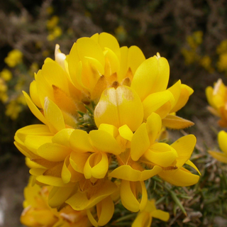 Ulex wallpaper