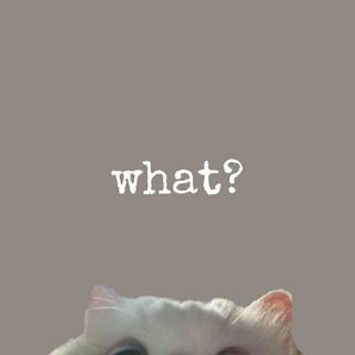 Cute funny cats wallpaper