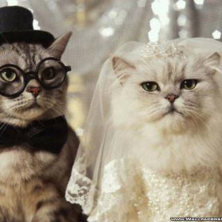 Cute funny cats wallpaper