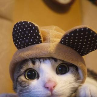 Cute funny cats wallpaper