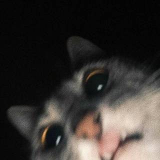 Cute funny cats wallpaper