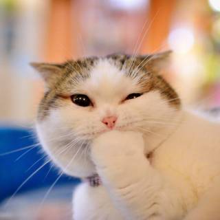 Cute funny cats wallpaper