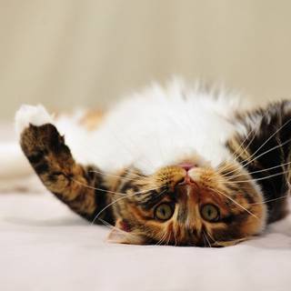 Cute funny cats wallpaper