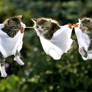 Cute funny cats wallpaper