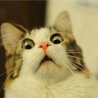 Cute funny cats wallpaper