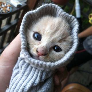 Cute funny cats wallpaper