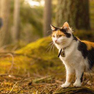 Fat Among Us wallpaper