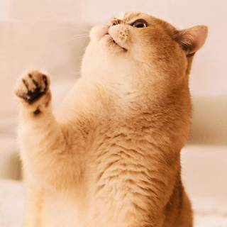 IQOO Z11 Turbo wallpaper