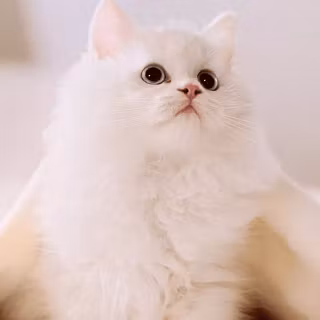 IQOO Z11 Turbo wallpaper