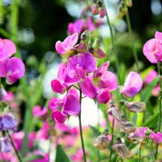 Pink beans and flowers wallpaper