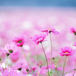 Pink beans and flowers wallpaper