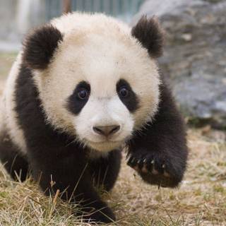 Giant panda cub wallpaper