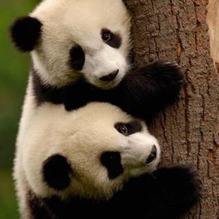 Giant panda cub wallpaper