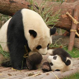 Giant panda cub wallpaper