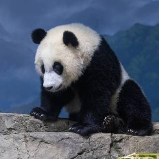 Giant panda cub wallpaper